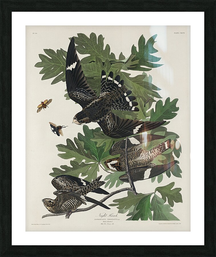 Night Hawk Impression et Cadre photo