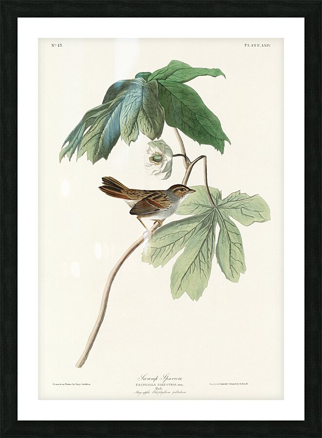 Swamp Sparrow Picture Frame print