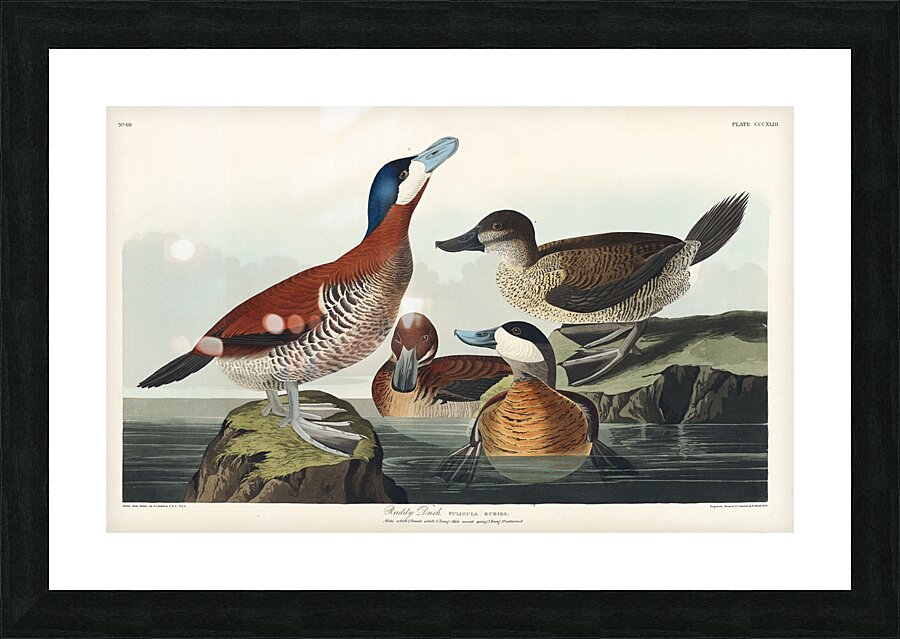 Ruddy Duck Picture Frame print