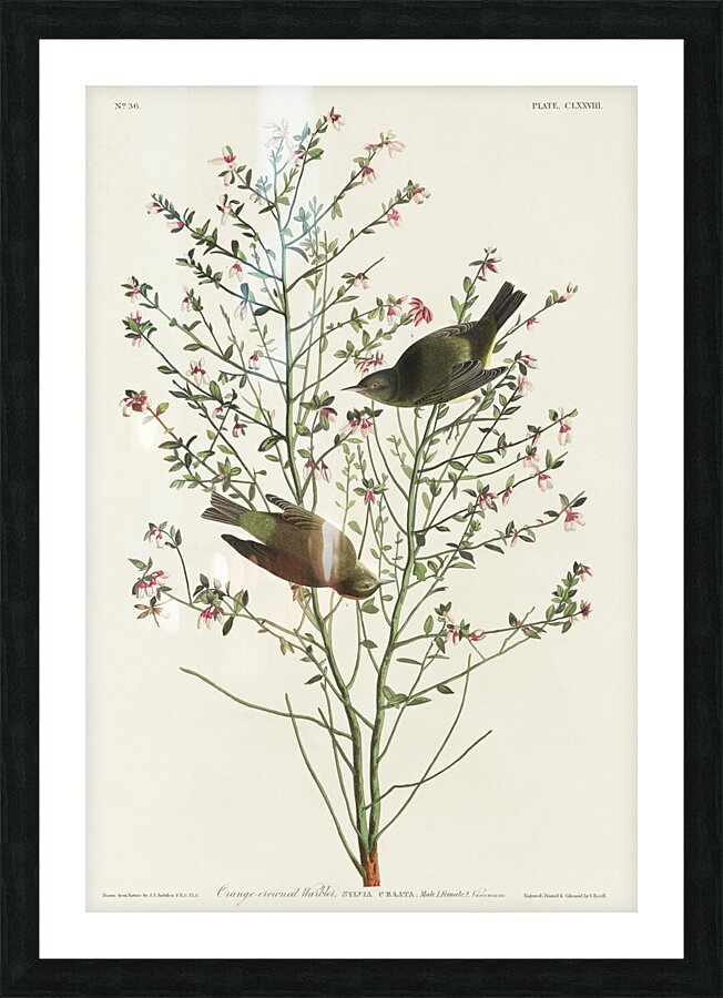 Orange-crowned Warbler Picture Frame print