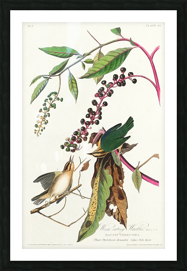 Worm eating Warbler Picture Frame print