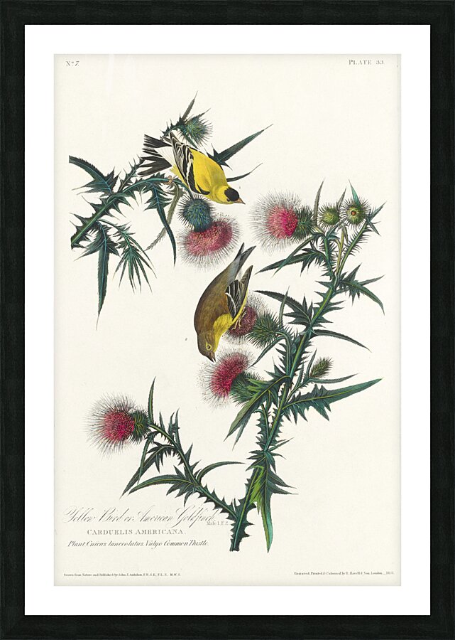 American Goldfinch Picture Frame print