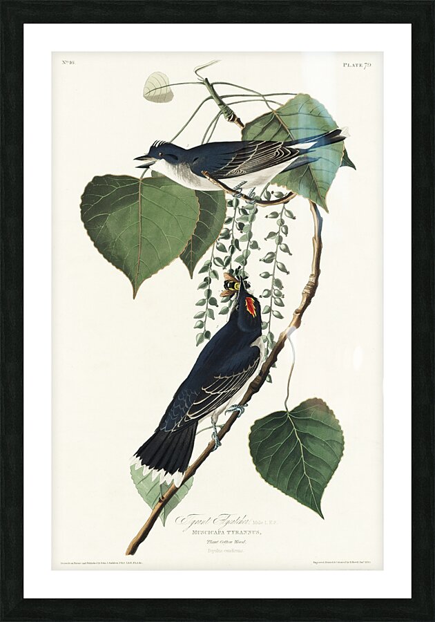 Tyrant Fly-catcher Picture Frame print