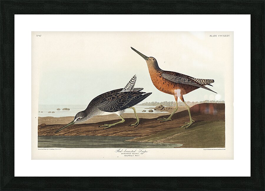 Red-breasted Snipe Picture Frame print