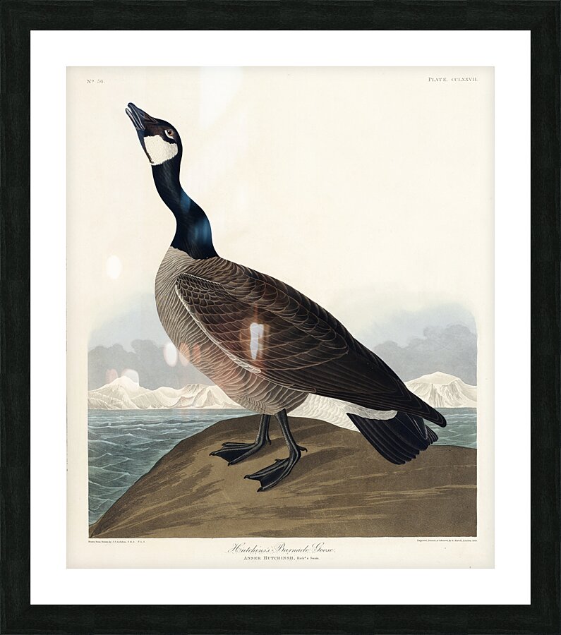Hutchinss Barnacle Goose Picture Frame print