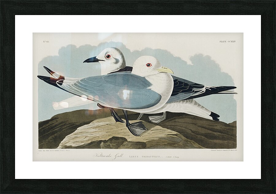 Kittiwake Gull Picture Frame print