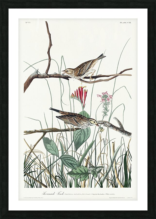 Savannah Finch Picture Frame print