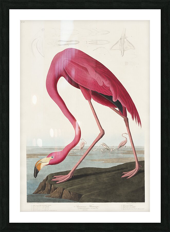 Pink flamingo Picture Frame print
