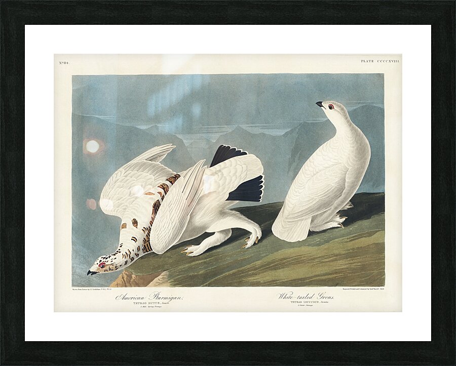 American Ptarmigan and White-tailed Grous Picture Frame print