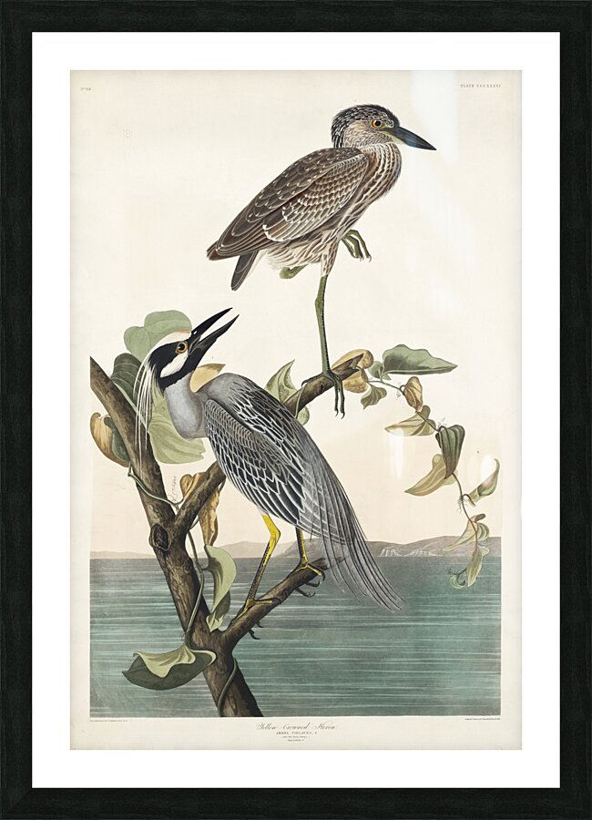 Yellow-Crowned Heron Picture Frame print