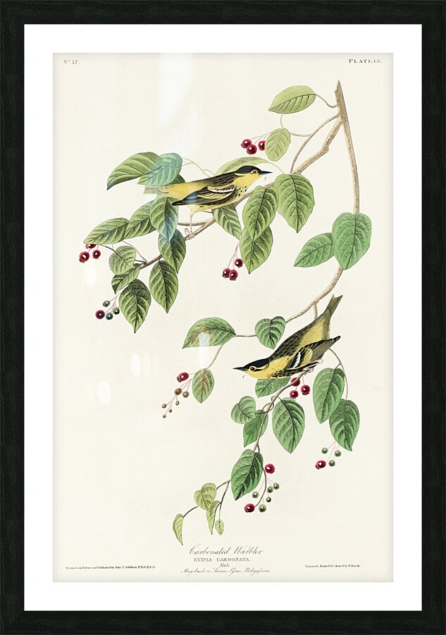 Carbonated Warbler Picture Frame print