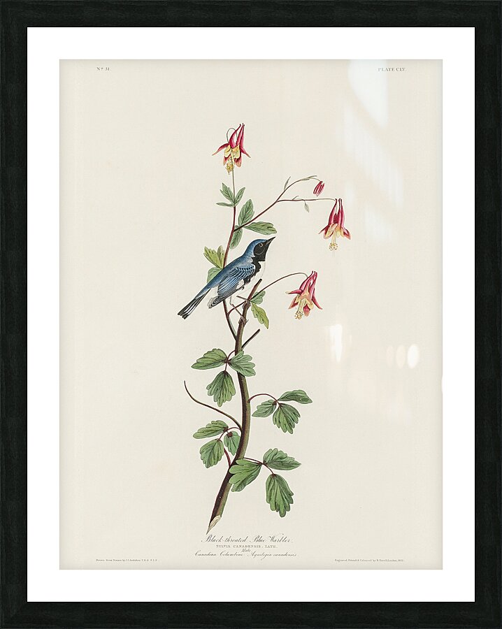 Black-throated Blue Warbler Picture Frame print