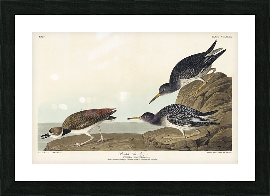 Purple Sandpiper Picture Frame print