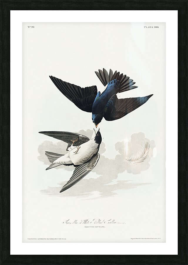 White-bellied Swallow Picture Frame print