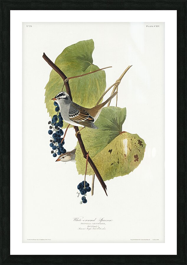 White-crowned Sparrow Picture Frame print