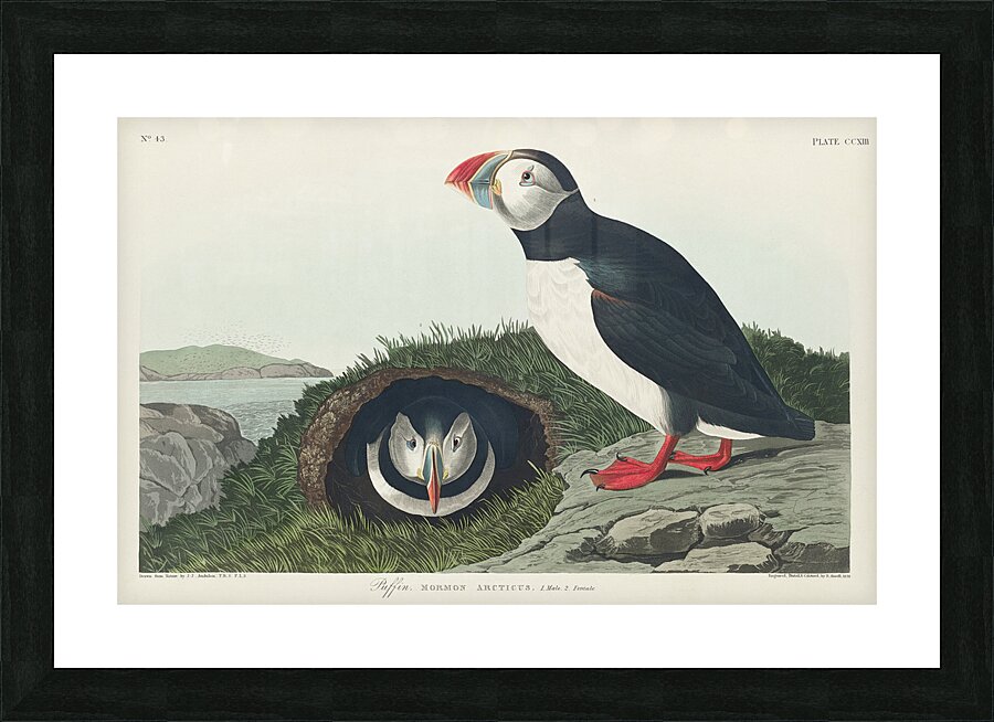 Puffin Picture Frame print