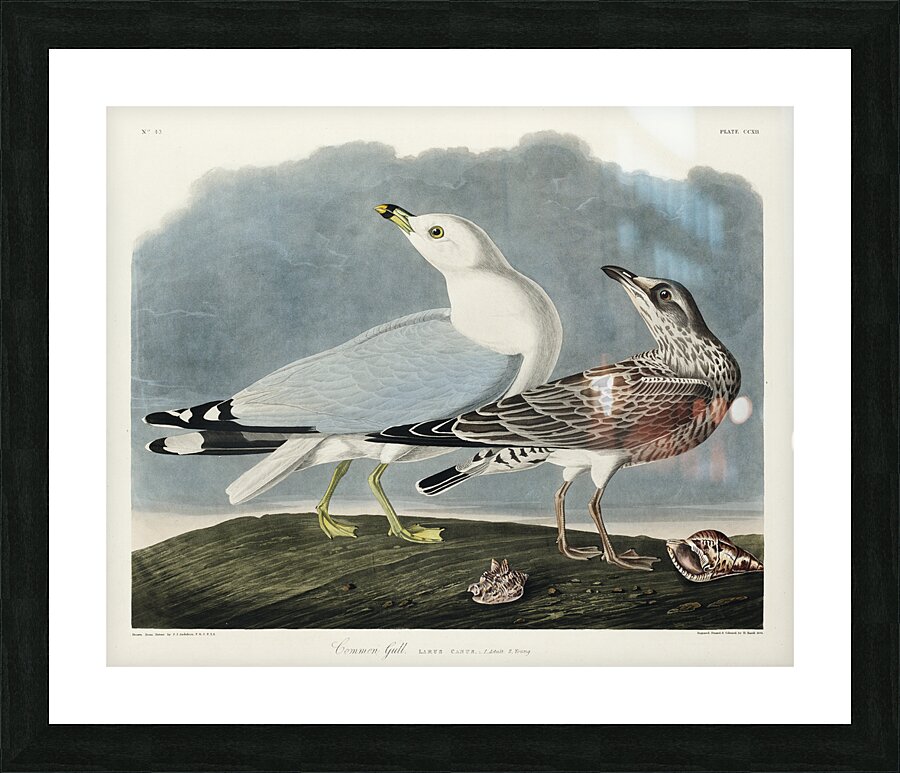 Common American Gull Picture Frame print