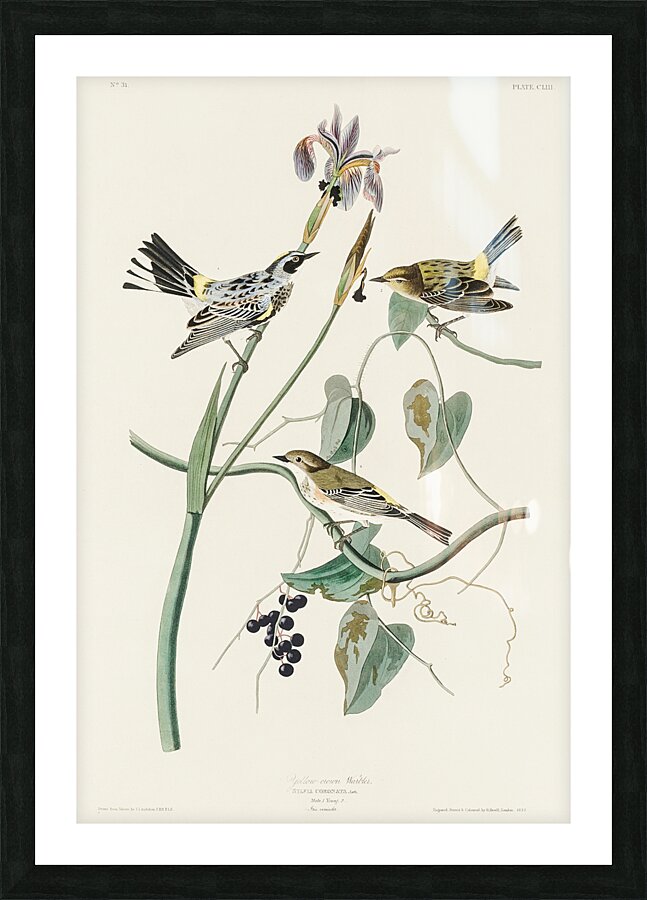 Yellow-crown Warbler Picture Frame print