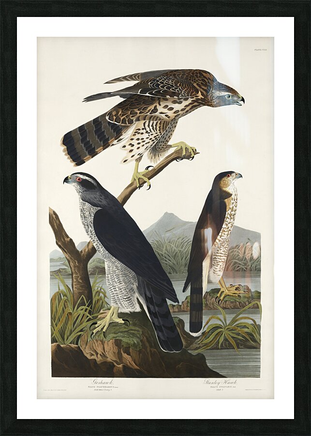 Goshawk and Stanley Hawk Picture Frame print