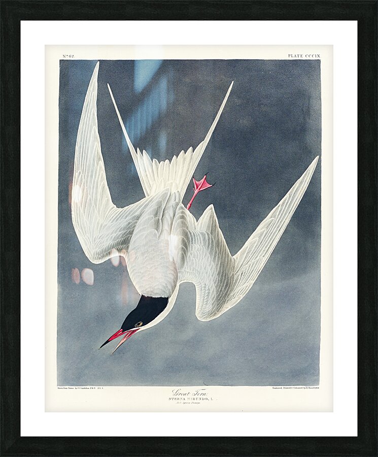 Great Tern Picture Frame print