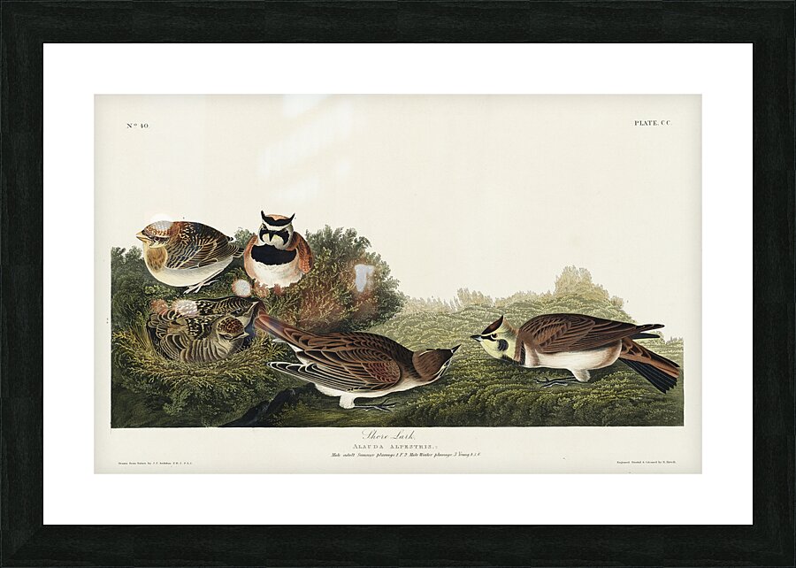 Shore Lark Picture Frame print