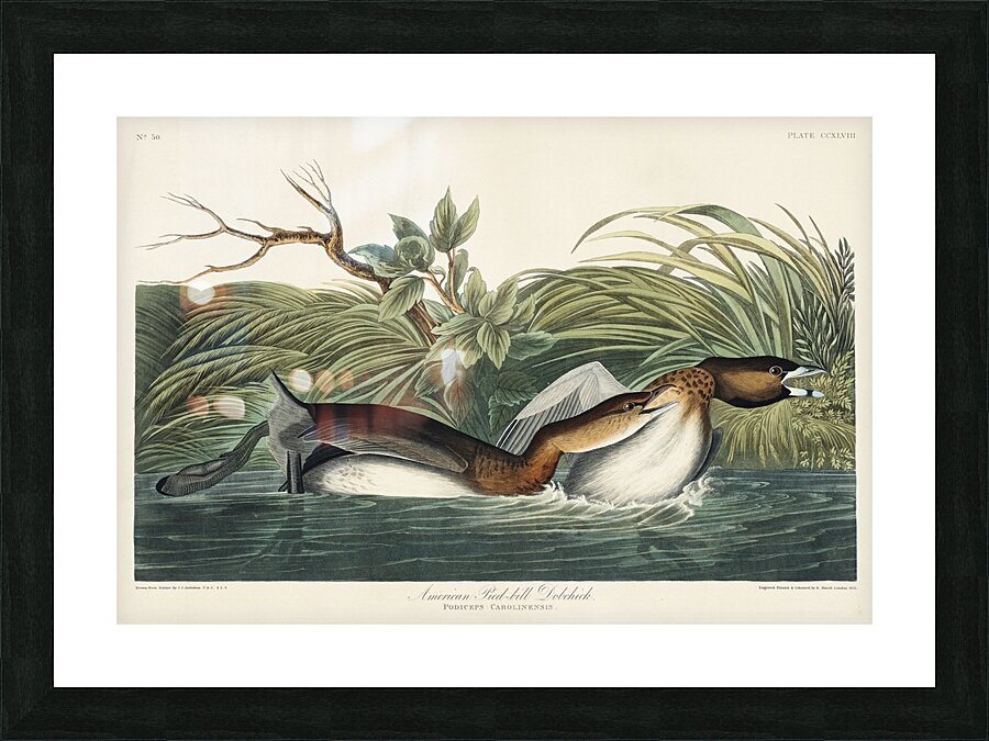 American Pied-billed Picture Frame print