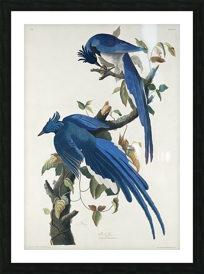 American Pied-billed Picture Frame print