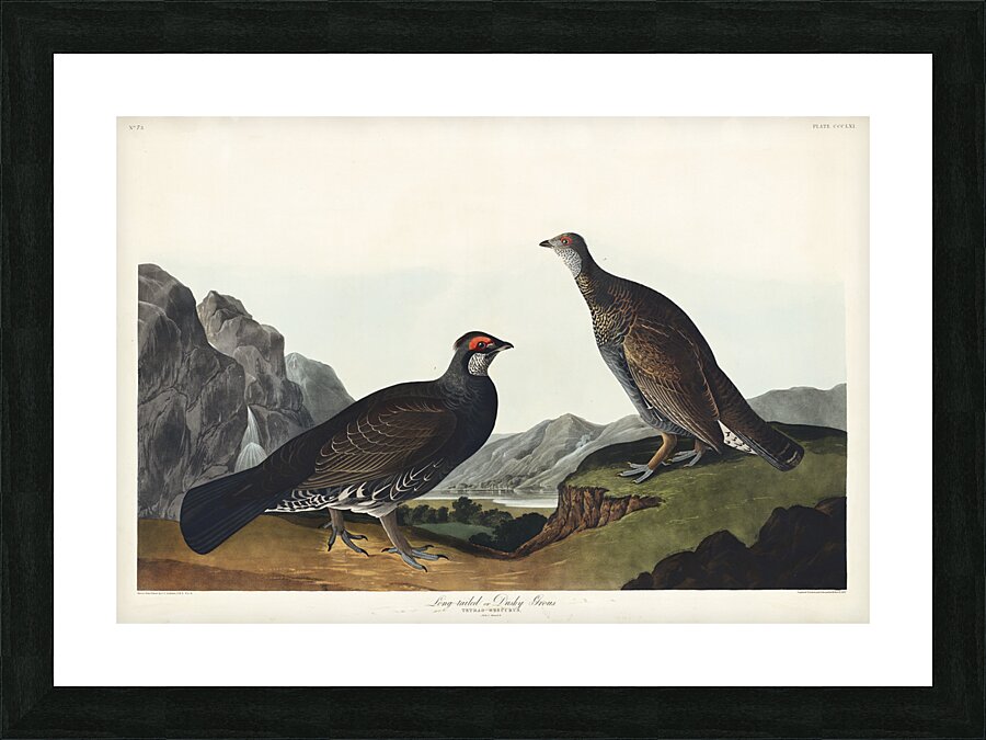 Long-tailed or Dusky Grous Picture Frame print