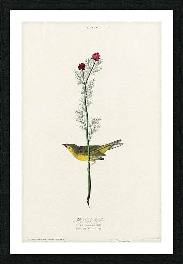 Selbys Flycatcher Picture Frame print