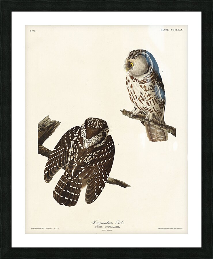 Tengmalms Owl Picture Frame print