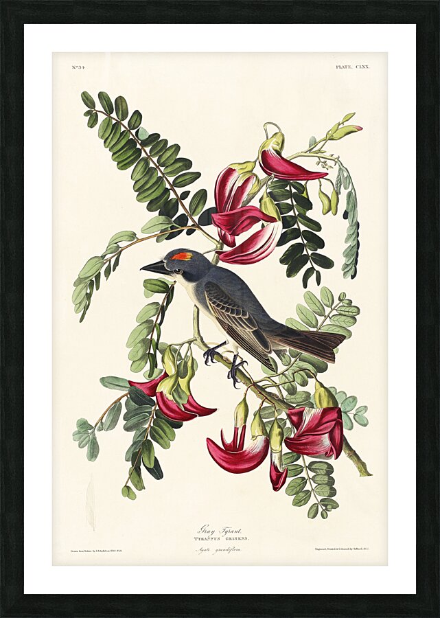 Piping Flycatcher Picture Frame print