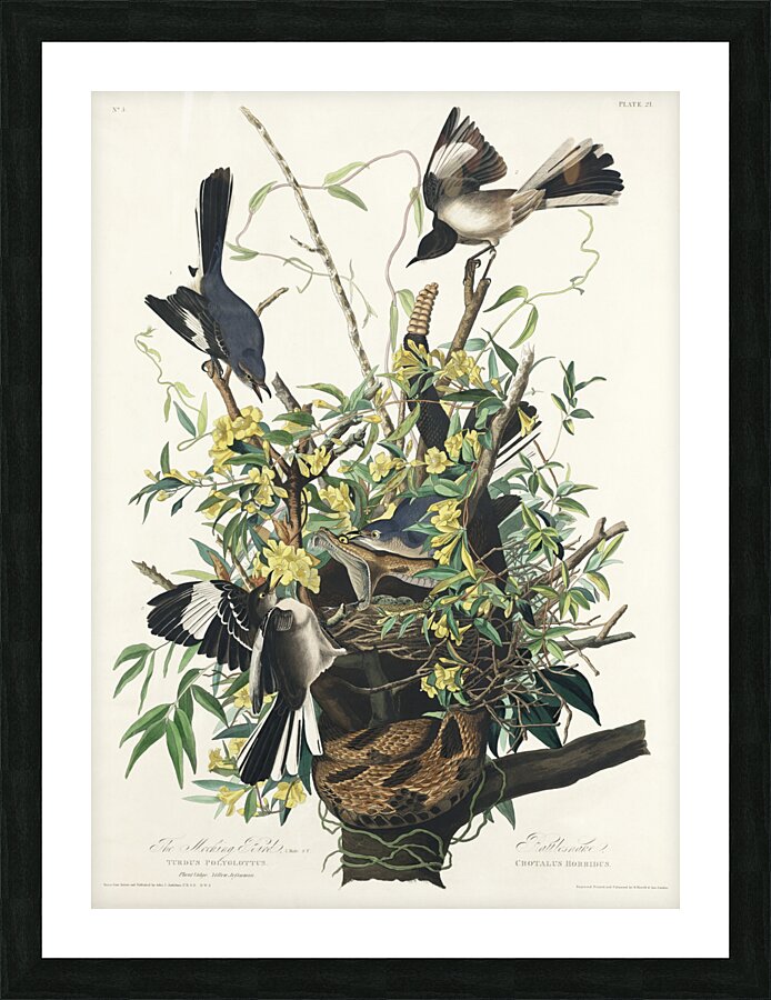 Mocking Bird Picture Frame print