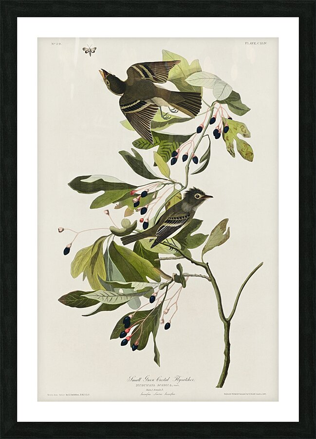 Small Green Crested Flycatcher Picture Frame print