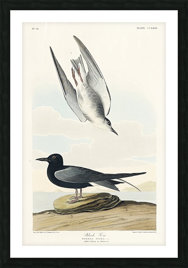 Black Tern Picture Frame print