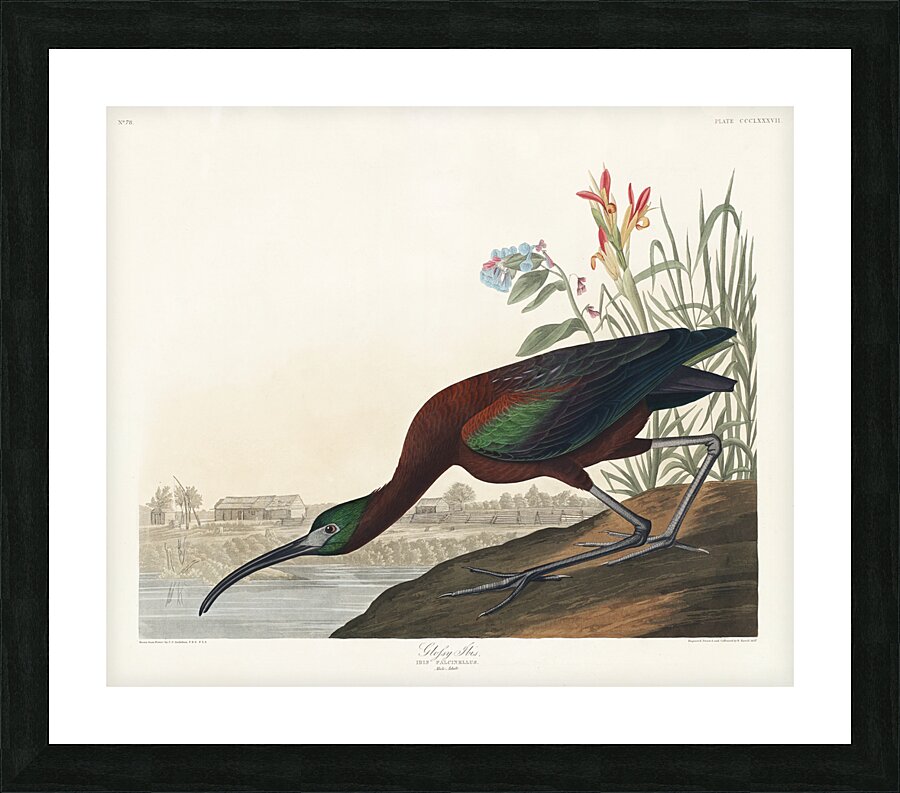 Glossy Ibis Picture Frame print