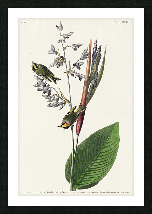 American Golden crested-Wren Picture Frame print