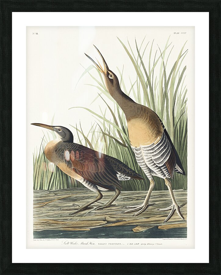 Salt Water Marsh Hen Picture Frame print
