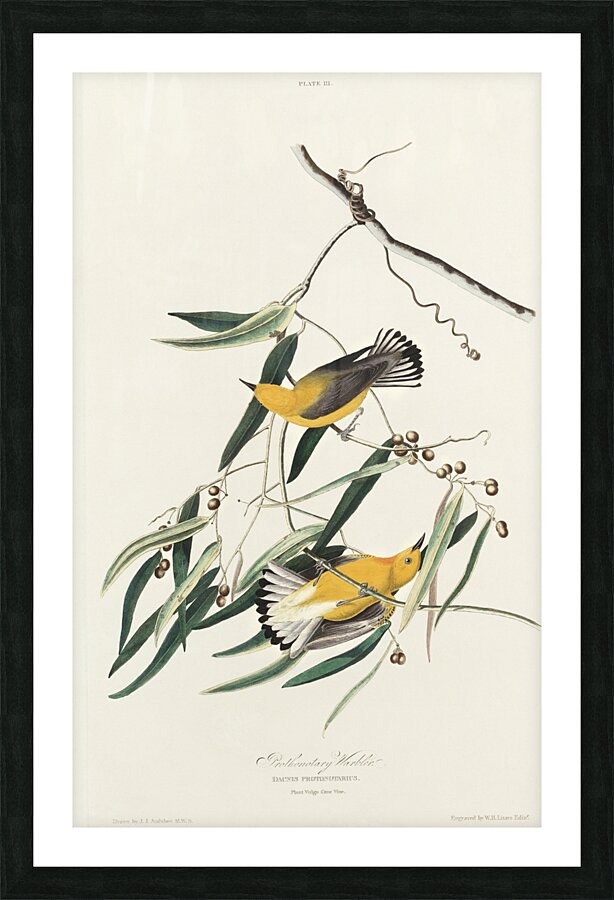 Prothonotary Warbler Picture Frame print