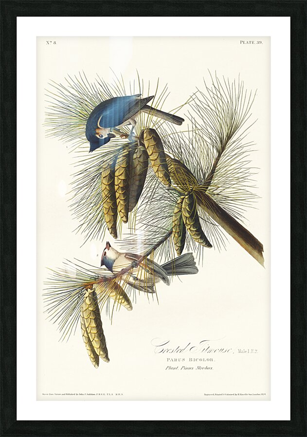 Crested Titmouse Picture Frame print