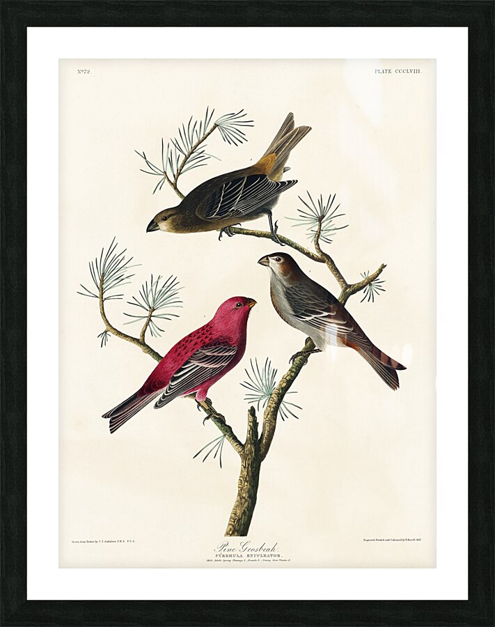 Pine Grosbeak Picture Frame print