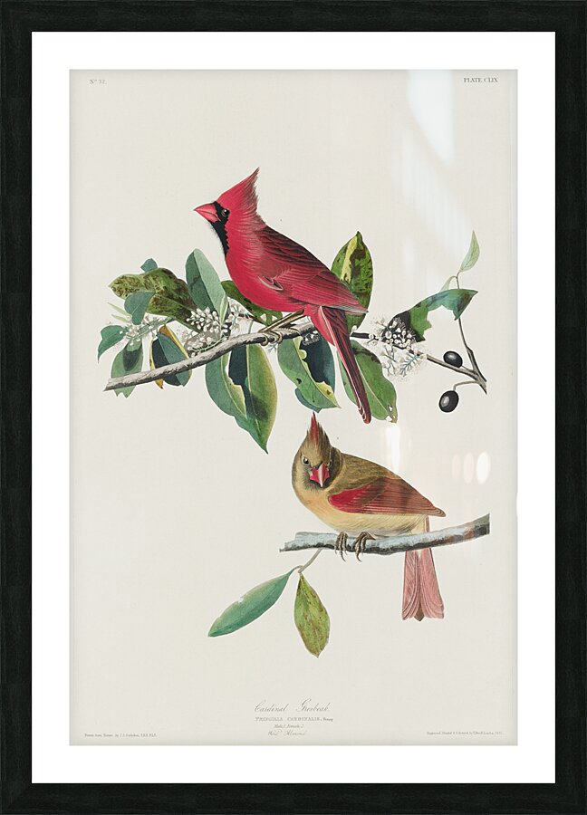 Cardinal Grosbeak Picture Frame print