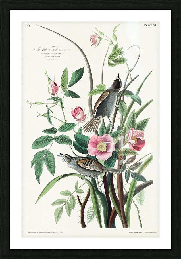 Seaside Finch Picture Frame print