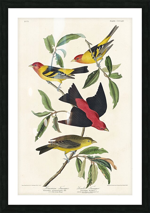 Louisiana Tanager and Scarlet Tanager Picture Frame print