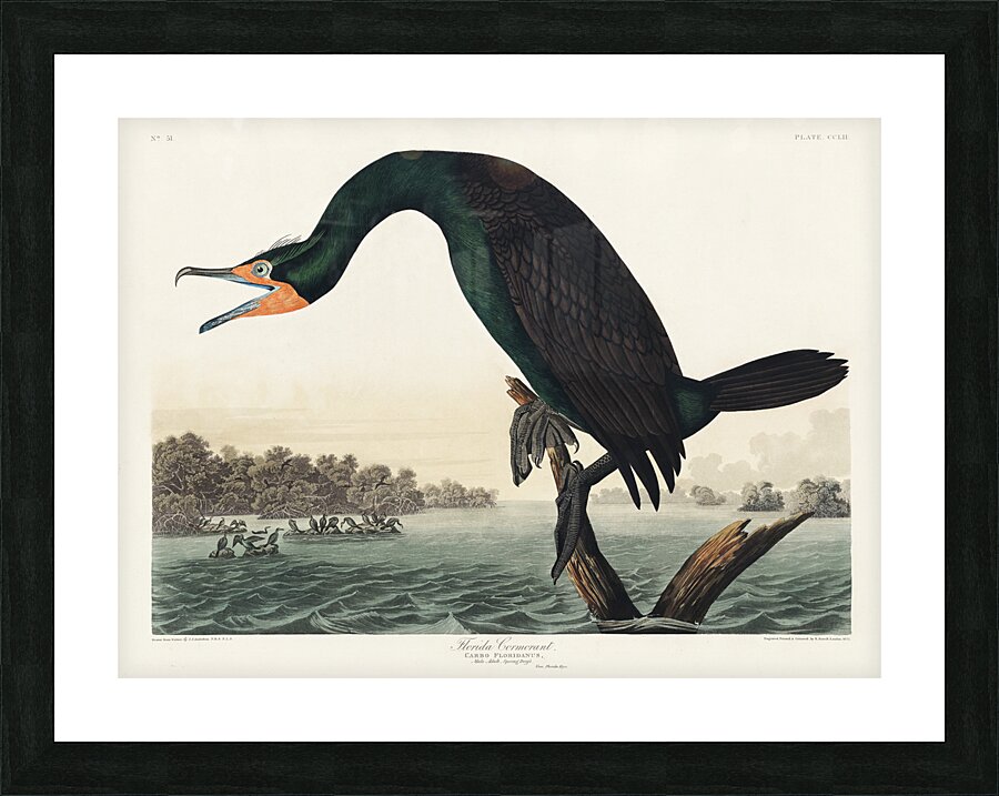 Florida Cormorant Picture Frame print