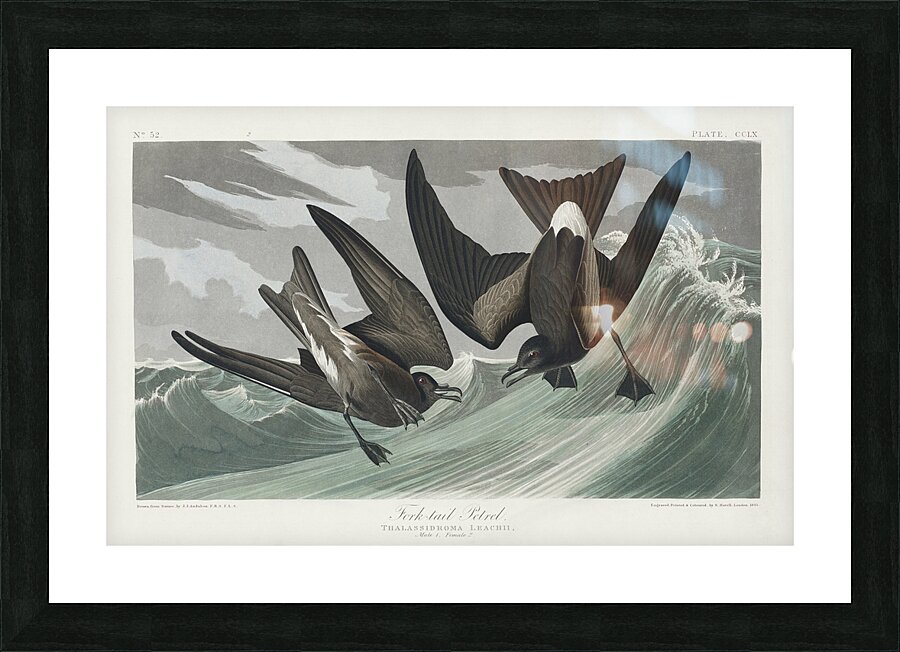 Fork-tailed Petrel Picture Frame print