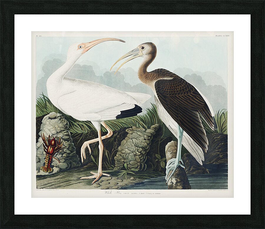 White Ibis Picture Frame print