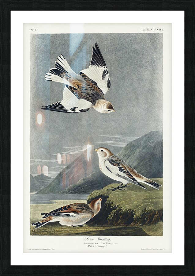 Snow Bunting Picture Frame print