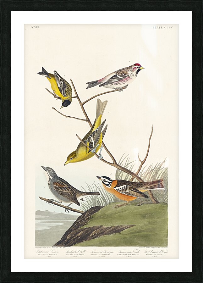 Arkansaw Siskin Mealy Red-poll Louisiana Tanager Townsends Bunting and Buff-breasted Finch Picture Frame print