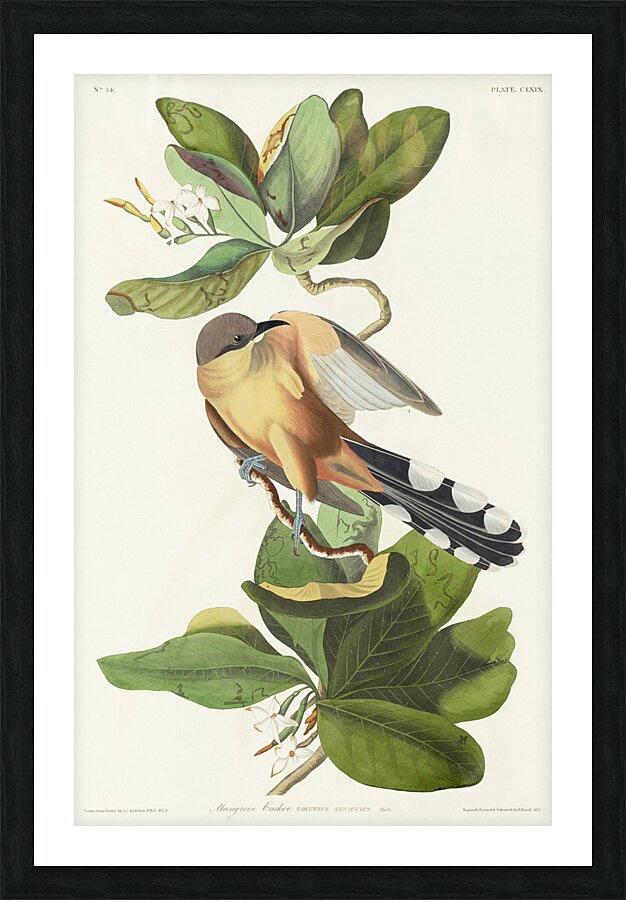 Mangrove Cuckoo Picture Frame print