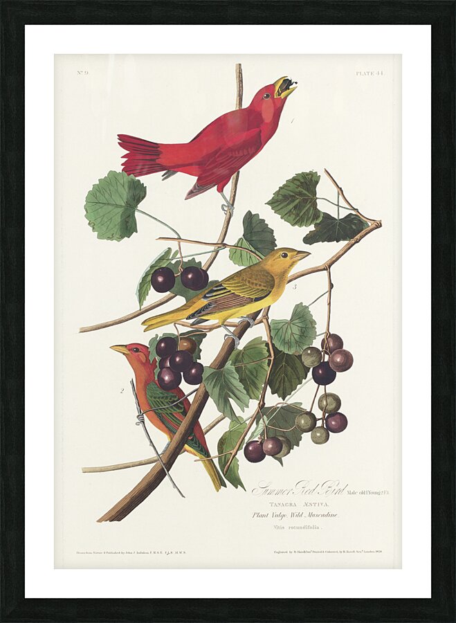 Summer Red Bird Picture Frame print